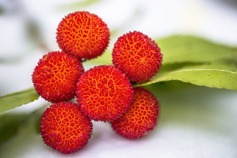 Edible flowers