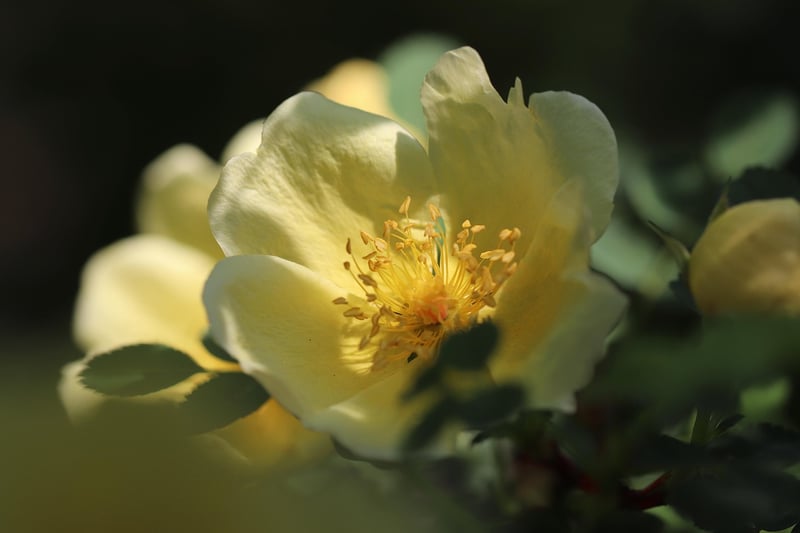 Edible Rose